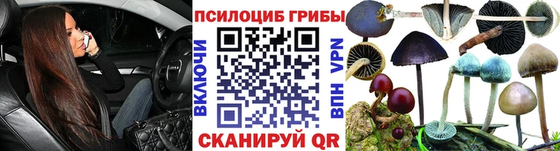 Псилоцибиновые грибы Cubensis  блэк спрут как войти  Чита 